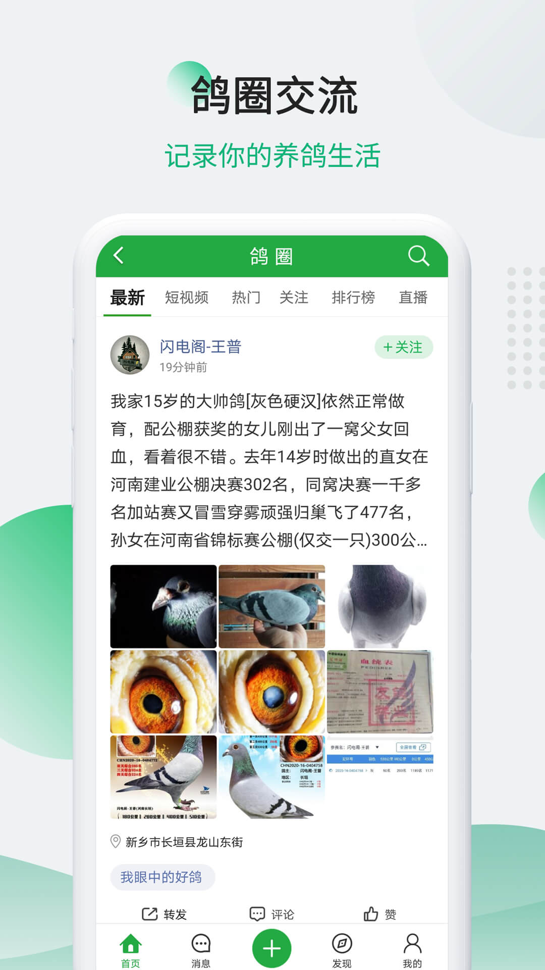 中国信鸽信息网截图3