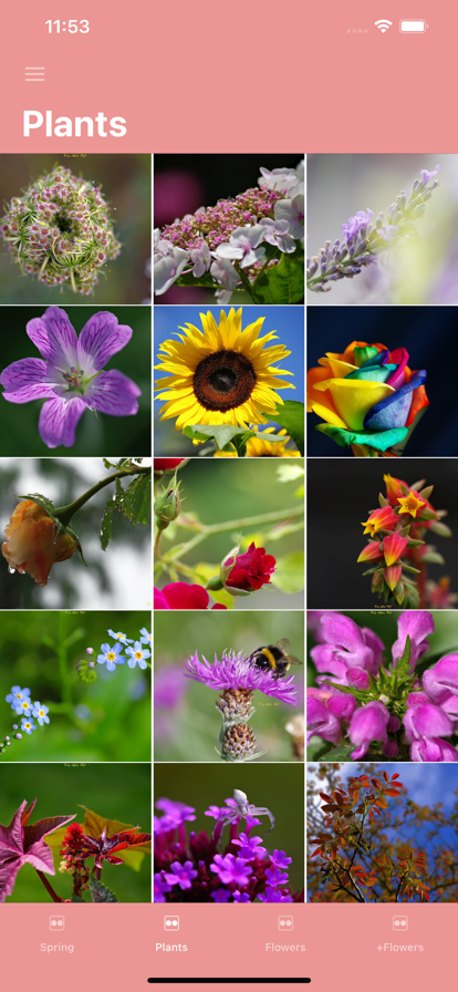 Flower Images