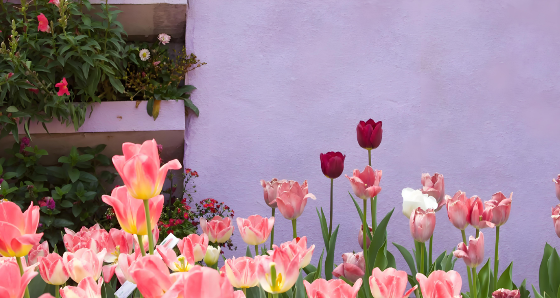 抖音热门壁纸软件